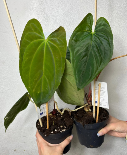 Anthurium Papillilaminum: Description, Care, and Propagation 2 Anthurium Papillilaminum