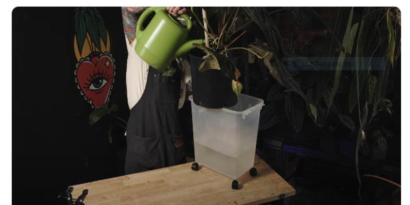 Anthurium Papillilaminum: Description, Care, and Propagation 3 Anthurium Papillilaminum