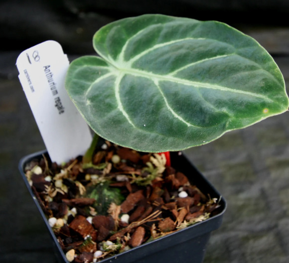 Anthurium Regale: Classification, Care, and Propagation 3 Anthurium Regale