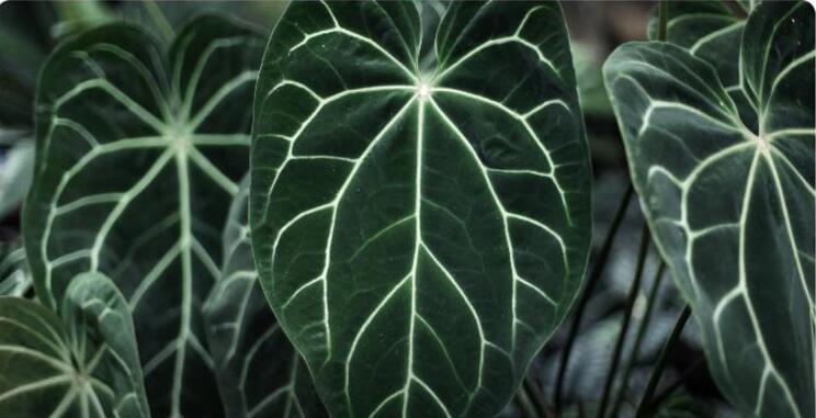 Anthurium Villenaorum: Origin, Hybrids, Care, and Propagation 1 Anthurium Villenaorum