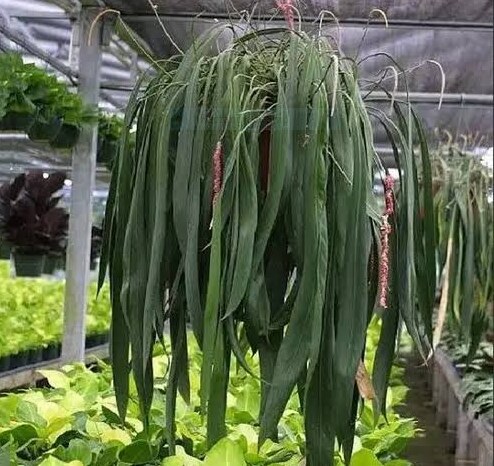 Anthurium Vittarifolium: Origin, Care, and Propagation 2 Anthurium Vittarifolium