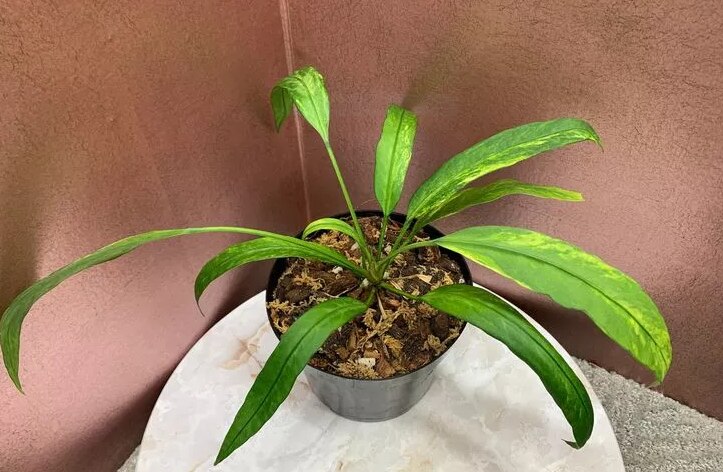 Anthurium Vittarifolium: Origin, Care, and Propagation 1 Anthurium Vittarifolium