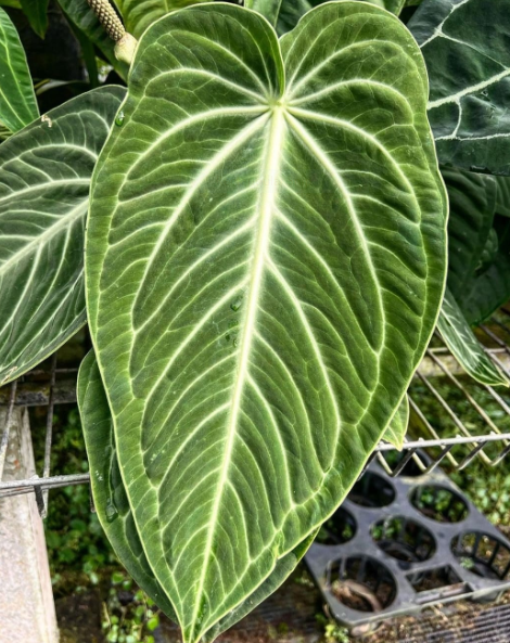 Anthurium Villenaorum: Origin, Hybrids, Care, and Propagation 2 Anthurium Villenaorum