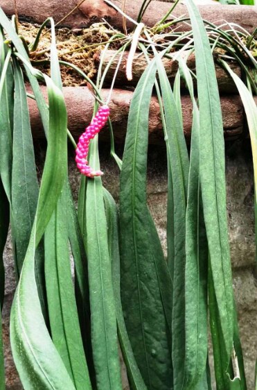Anthurium Vittarifolium: Origin, Care, and Propagation 3 Anthurium Vittarifolium bERRIES