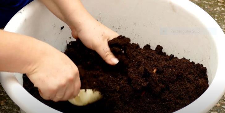 Anthurium Villenaorum: Origin, Hybrids, Care, and Propagation 5 Anthurium Villenaorum Soil