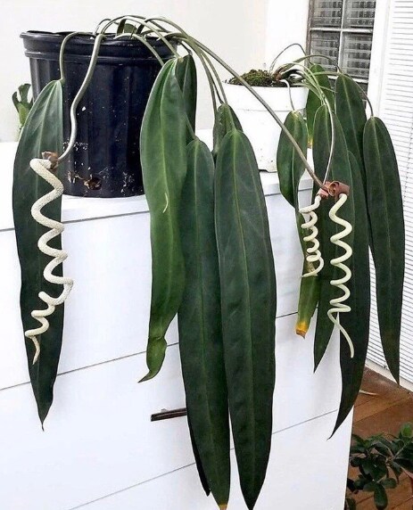 Anthurium Wendlingeri: Origin, Care, and Propagation 1 Anthurium Wendlingeri