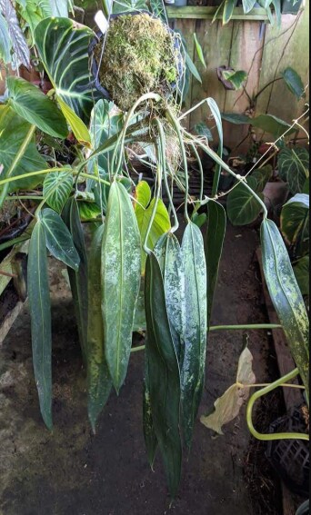 Anthurium Wendlingeri: Origin, Care, and Propagation 2 Aw2