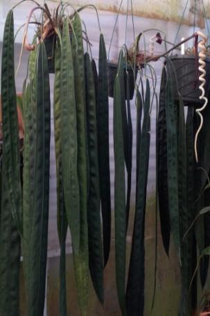 Anthurium Wendlingeri: Origin, Care, and Propagation 3 Aw3