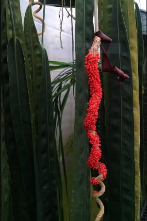 Anthurium Wendlingeri: Origin, Care, and Propagation 4 Anthurium Wendlingeri