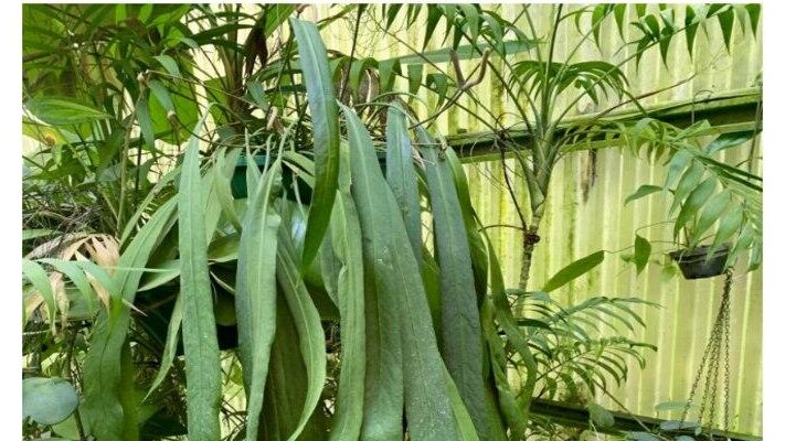 Anthurium Pallidiflorum: Origin, Care, and Propagation 1 Anthurium Pallidiflorum