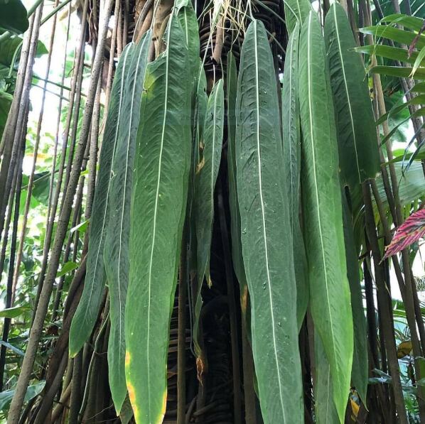 Anthurium Pallidiflorum: Origin, Care, and Propagation 3 Appearance of Strap Leaf Anthurium