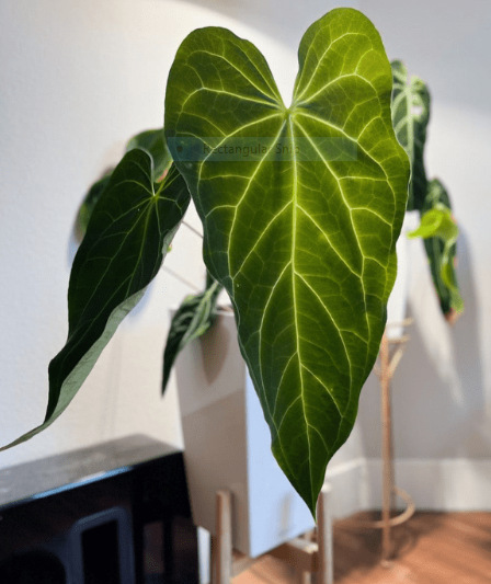 Anthurium Warocqueanum: Forms, Hybrids, Care, and Propagation 8 Anthurium Warocqueanum X Magnificum