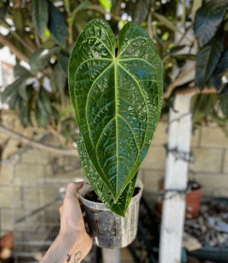 Anthurium Warocqueanum: Forms, Hybrids, Care, and Propagation 9 Anthurium Warocqueanum X Crystallinum