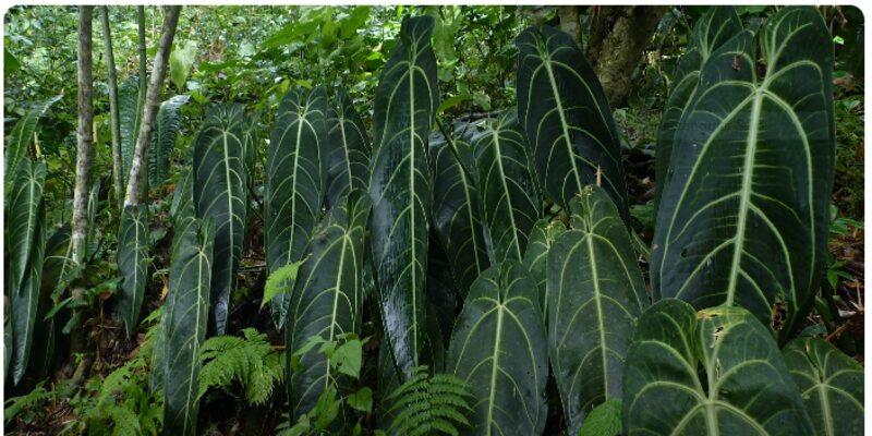 Anthurium Warocqueanum: Forms, Hybrids, Care, and Propagation 2 Anthurium Warocqueanum?