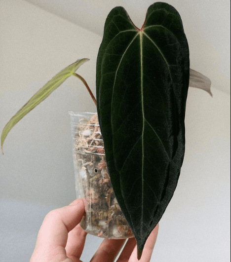 Anthurium Warocqueanum: Forms, Hybrids, Care, and Propagation 3 Anthurium Warocqueanum X Papillilaminum