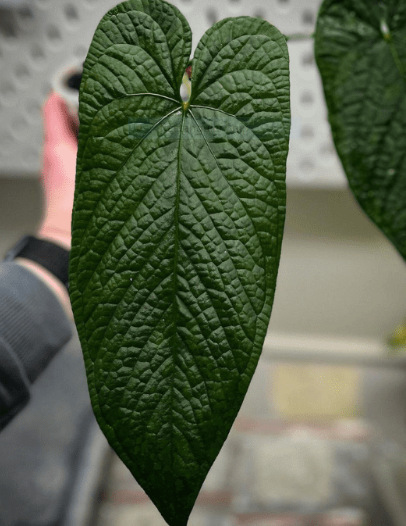 Anthurium Warocqueanum: Forms, Hybrids, Care, and Propagation 4 Anthurium Warocqueanum X Luxurians