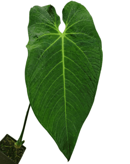 Anthurium Warocqueanum: Forms, Hybrids, Care, and Propagation 5 Anthurium Warocqueanum X Rugulosum
