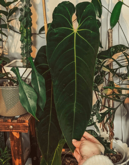 Anthurium Warocqueanum: Forms, Hybrids, Care, and Propagation 6 Anthurium Warocqueanum X Marmoratum