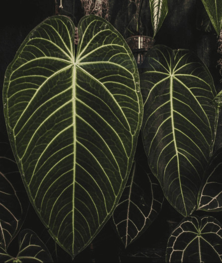 Anthurium Warocqueanum: Forms, Hybrids, Care, and Propagation 7 Anthurium Warocqueanum X Waterburyanum
