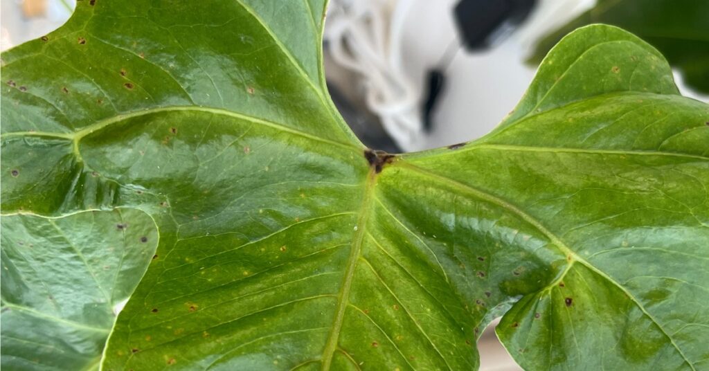Anthurium Regale: Classification, Care, and Propagation 6 Anthurium Pest Attack