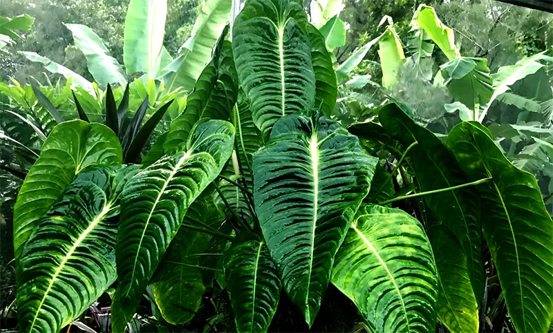 Anthurium Veitchii: Origin, Types, Care, and Propagation 3 anthurium veitchii adalah