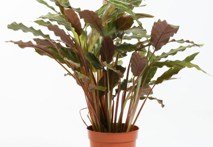 Calathea Rufibarba - Origin, Varieties, Care, Propagation 1 Calathea Rufibarba