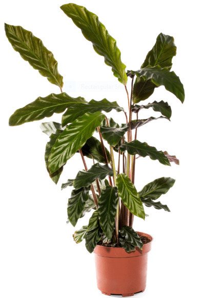 Calathea Rufibarba - Origin, Varieties, Care, Propagation 2 caa 2