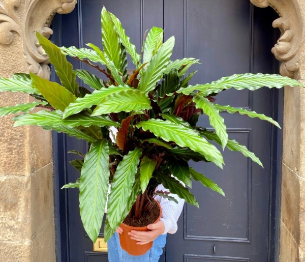 Calathea Rufibarba - Origin, Varieties, Care, Propagation 4 Calathea Rufibarba ‘Wavestar’