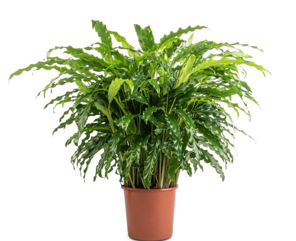 Calathea Rufibarba - Origin, Varieties, Care, Propagation 5 Blue Grass Calathea Rufibarba