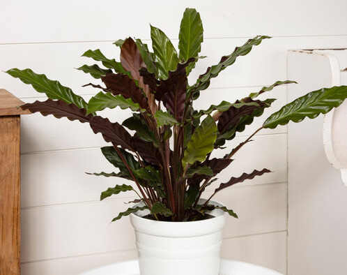 Calathea Rufibarba - Origin, Varieties, Care, Propagation 6 Calathea Rufibarba ‘Elgergrass’