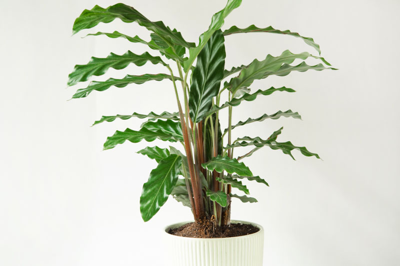 Calathea Rufibarba - Origin, Varieties, Care, Propagation 3 Calathea Rufibarba