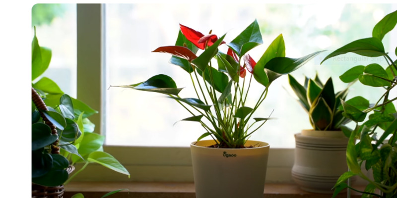 Anthurium Red: Origin, Benefits, and Care Requirements 2 AAr2