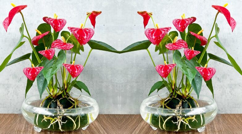 Anthurium Red: Origin, Benefits, and Care Requirements 4 Anthurium Red