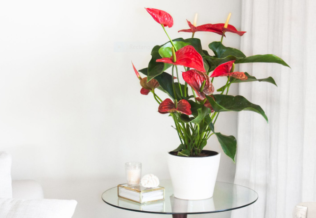Anthurium Red: Origin, Benefits, and Care Requirements 3 Aar3