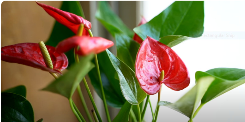 Anthurium Red: Origin, Benefits, and Care Requirements 1 Anthurium Red