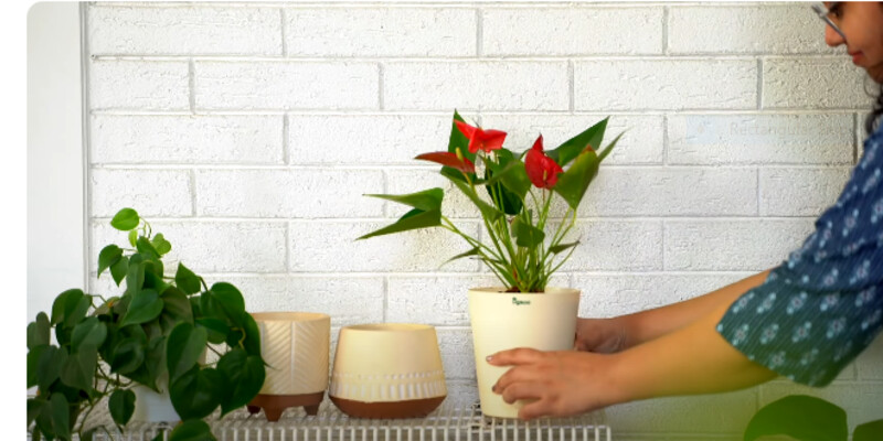 Anthurium Red: Origin, Benefits, and Care Requirements 5 Anthurium Red