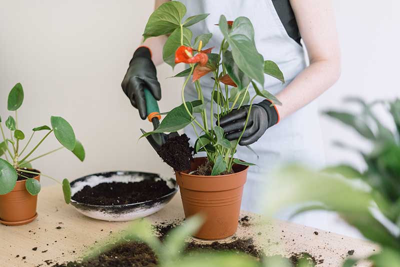 Anthurium Watering Complete Guide 2025 5 Anthurium Watering Guide