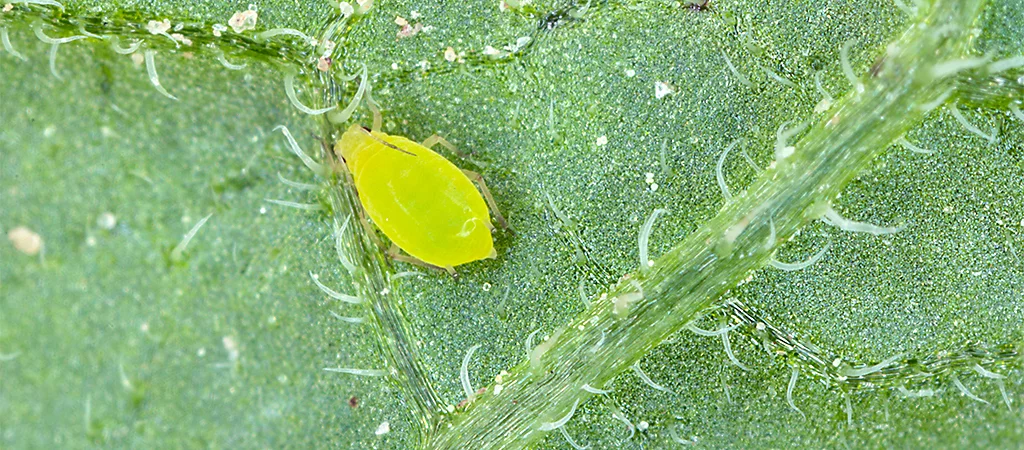 Common Calathea Pests: Identification, Treatment, and Prevention 6 IMG aphid article banner NA CA EN V1