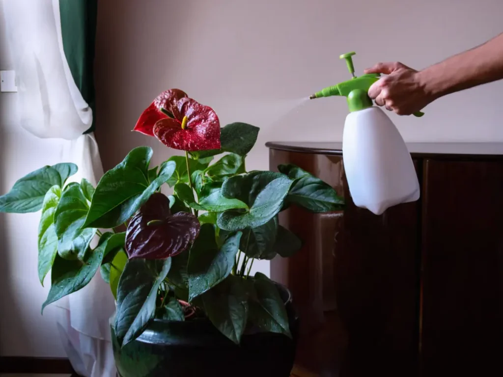 Anthurium Watering Complete Guide 2025 3 Anthurium Watering Guide