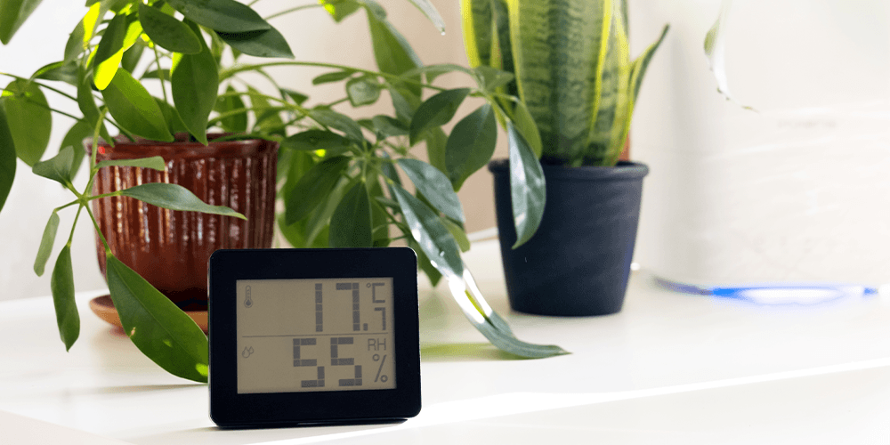 Anthurium Watering Complete Guide 2025 6 Anthurium Watering Guide