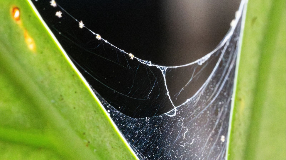 Common Calathea Pests: Identification, Treatment, and Prevention 2 Spider Mite Damage on Calathea