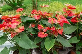 Anthurium Care & Growth Guide 2025