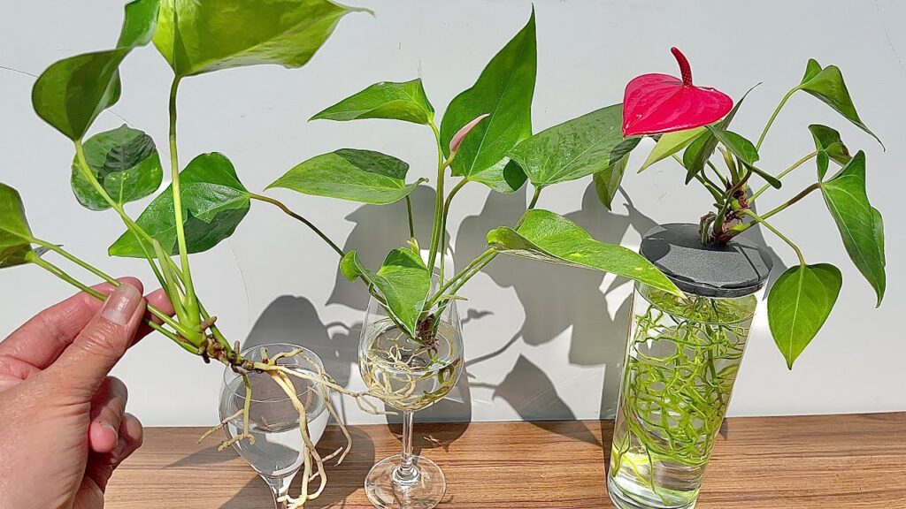 Anthurium Watering Complete Guide 2025 4 Anthurium Watering Guide