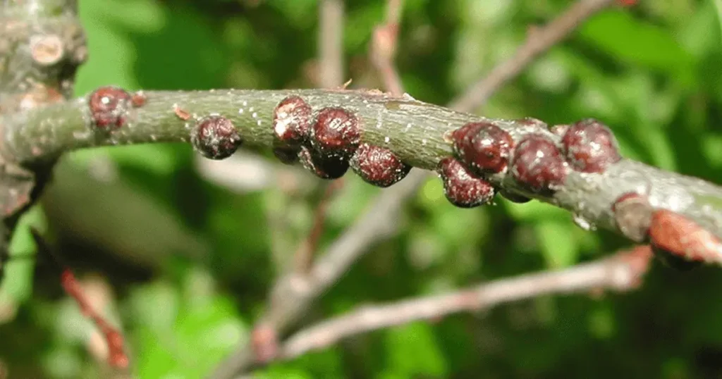 Common Calathea Pests: Identification, Treatment, and Prevention 4 pest and disease center scale insects banner 1440x500