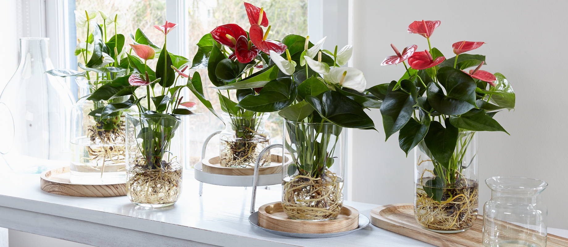 Anthurium Watering Complete Guide 2025 1 unnamed 362bfd40 69e2 4379 807a e9ff4d77d581